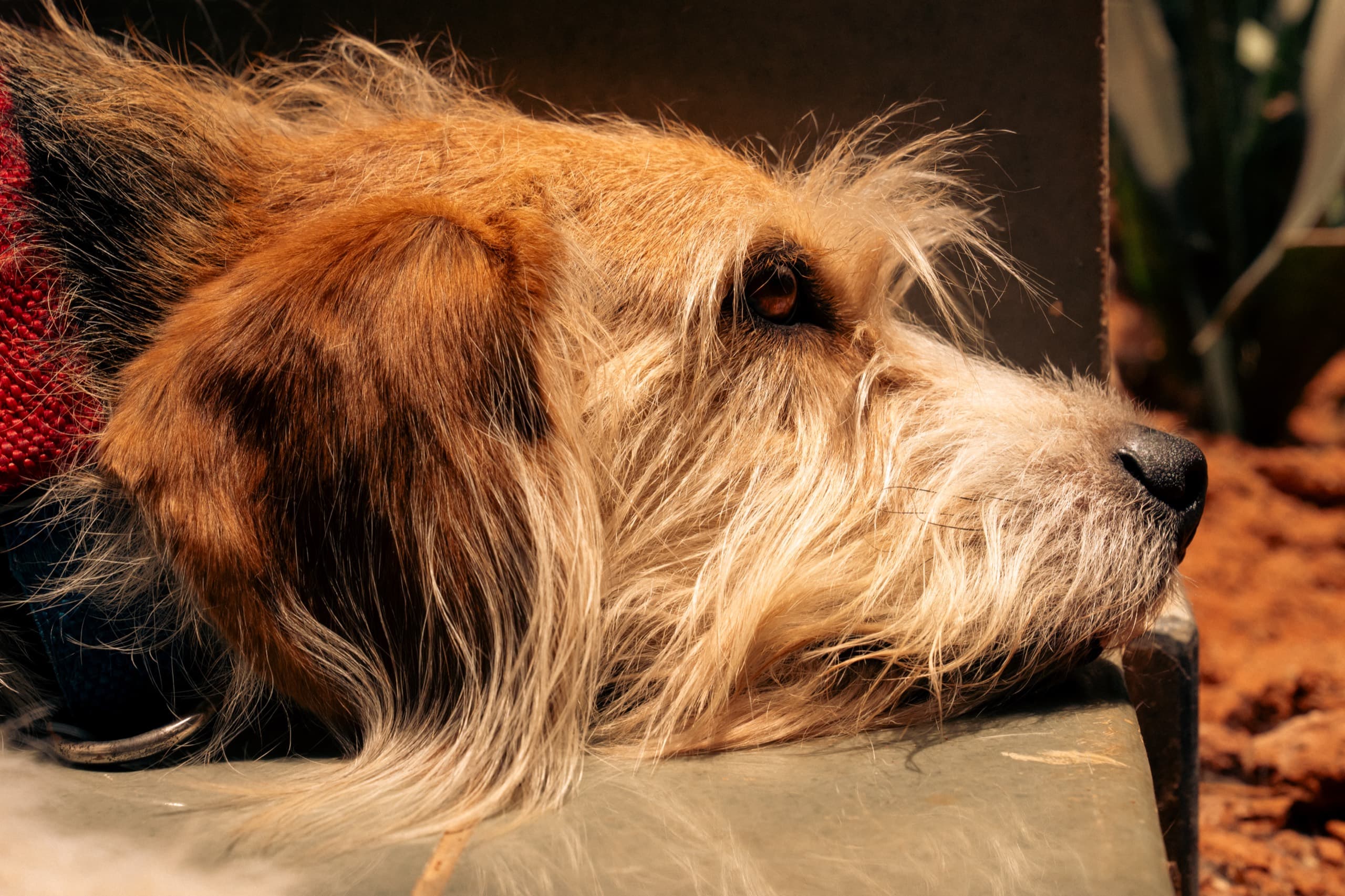 A pet parent sharing a quiet moment with their dog
